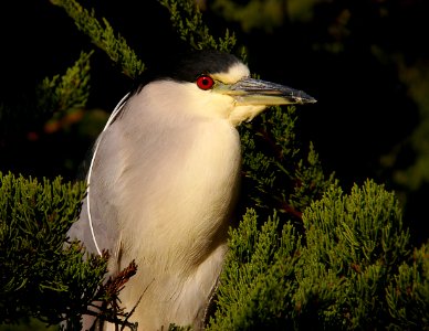 NIGHT-HERON, BLACK-CROWNED (1-12-06) morro bay, slo co, ca