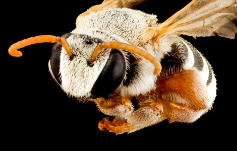 Nomia species, m, oman, angle 2014-08-09-19.16.10 ZS PMax photo