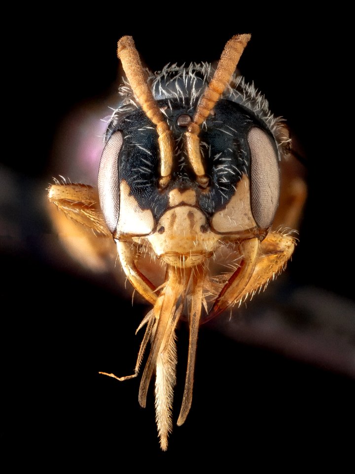 Perdita halictoides, male, face 2012-06-18-17.47