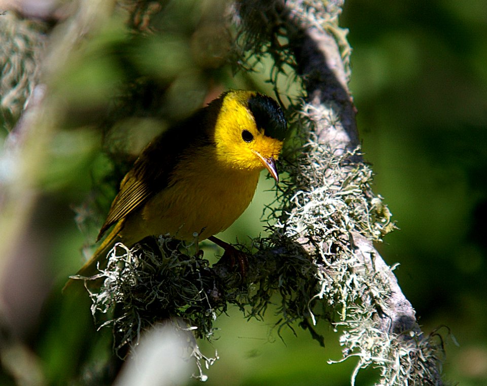 WARBLER, WILSON'S (7-10-06) oso flaco, slo co, ca