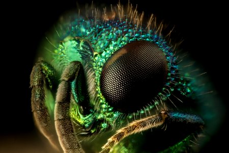 Chrysidid, 20x test, somerset county, md face 2016-07-13-14.41