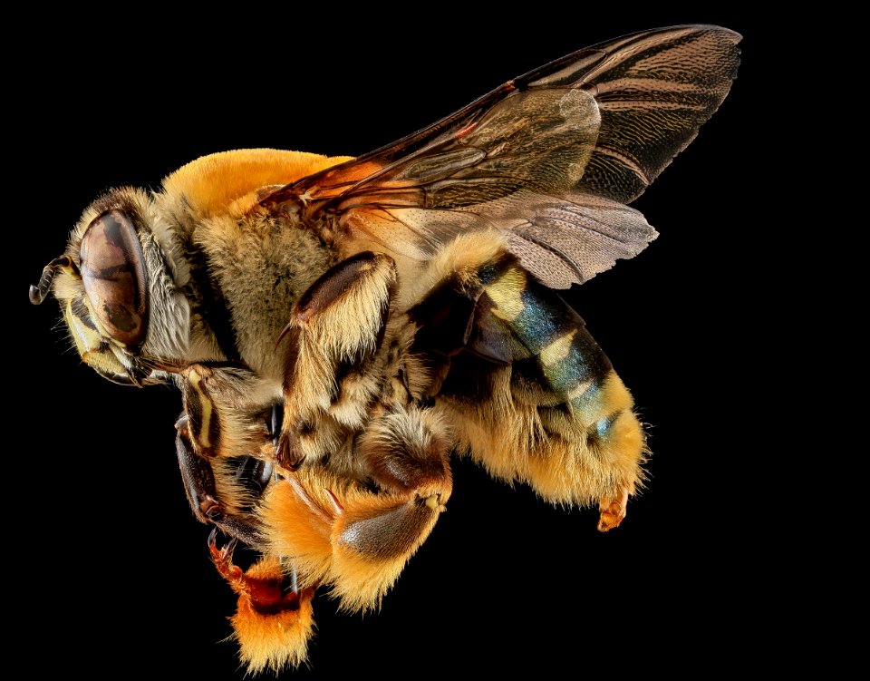 Centris decolorata, M, Side, Puerto Rico 2013-06-27-15.12.19 ZS PMax