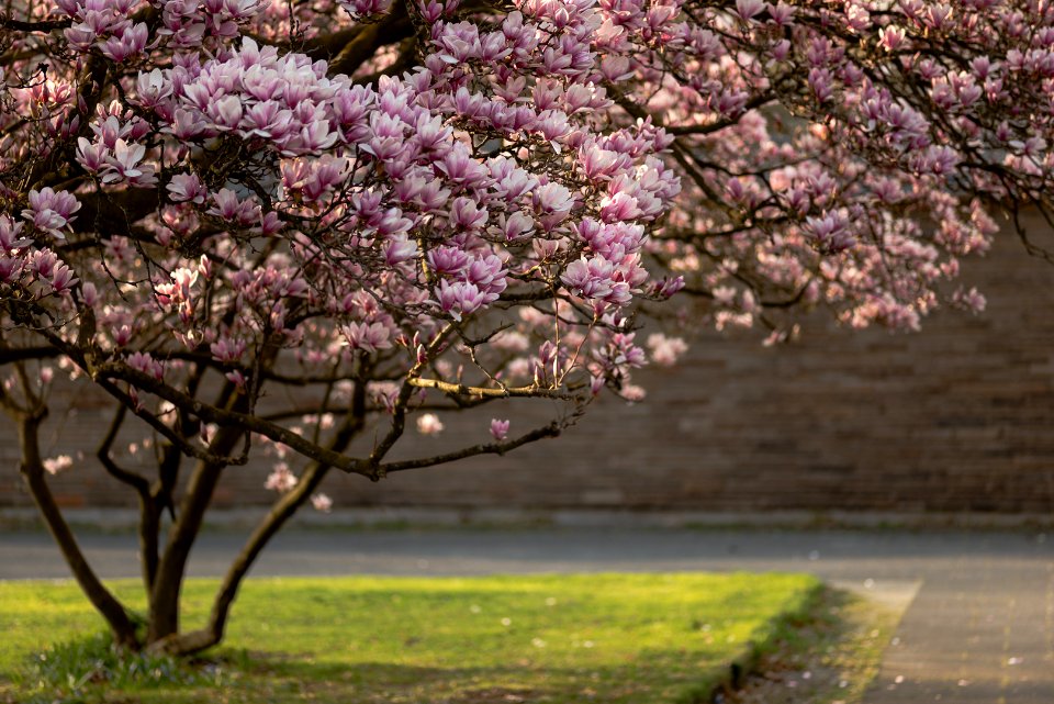 magnolia in the sun photo