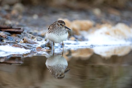 Least sandpiper photo