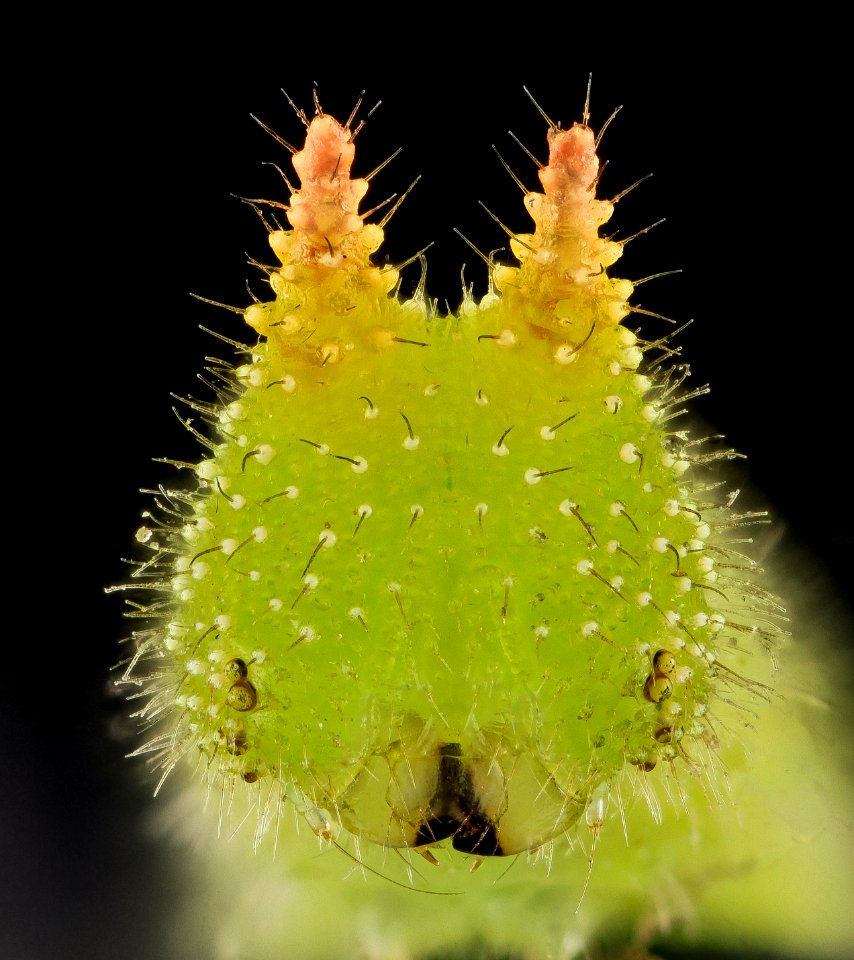 Northern Pearly Eye, Face, Beltsville, MD 2013-10-25-10.21.11 ZS PMax