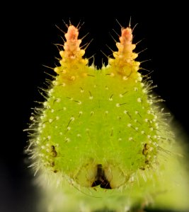 Northern Pearly Eye, Face, Beltsville, MD 2013-10-25-10.21.11 ZS PMax