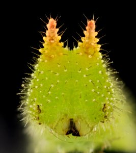 Northern Pearly Eye, Face, Beltsville, MD 2013-10-25-10.21.11 ZS PMax photo