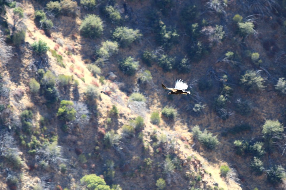 Condor chick 933 takes first flights