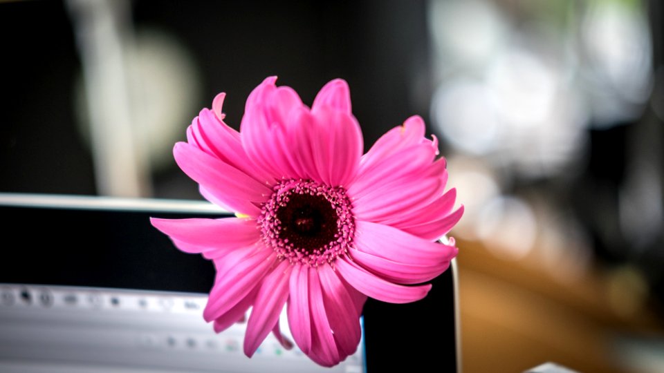 Büroblume