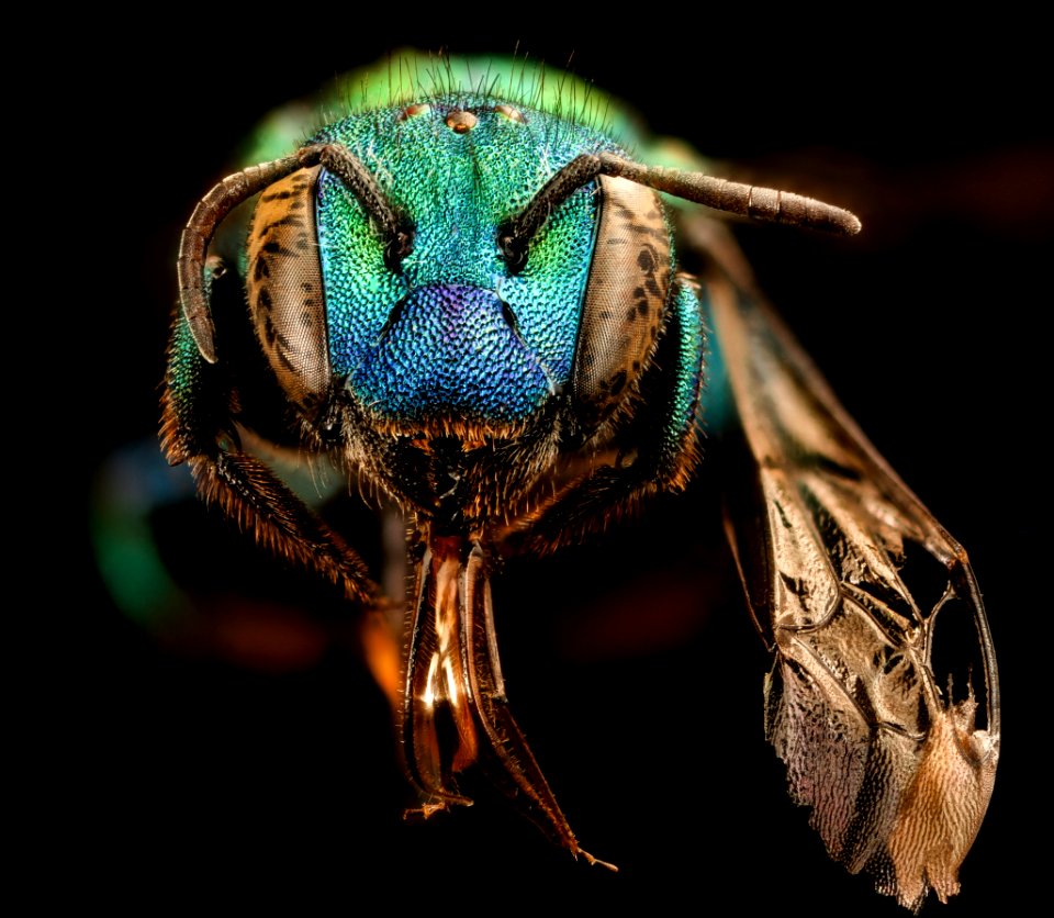 Osmia aglaia, f, face, Mariposa CA 2017-08-03-11.43