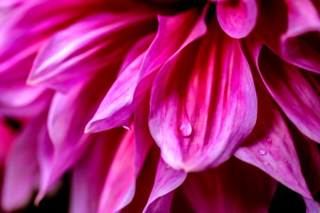 flower with a raindrop