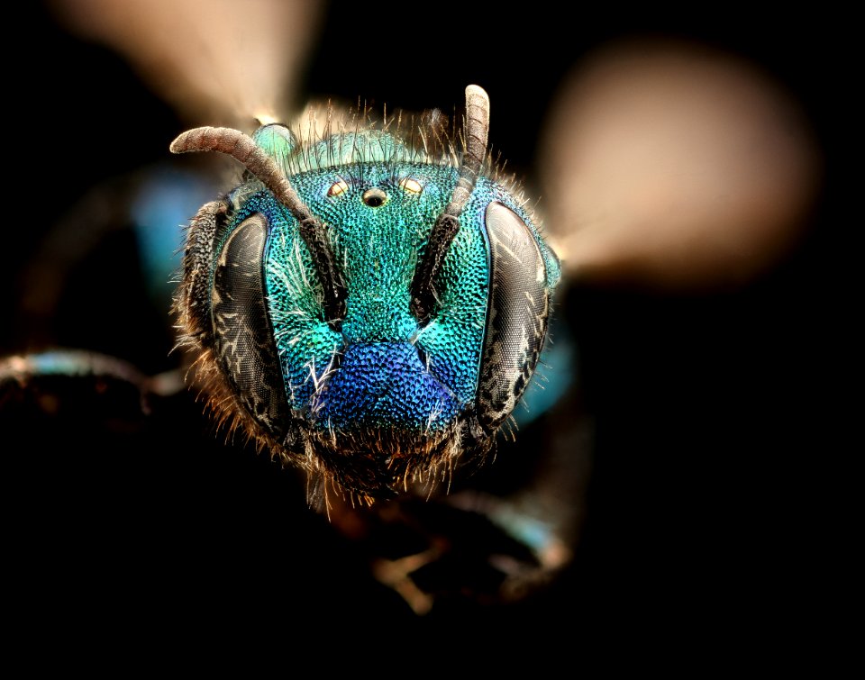 Osmia calla, f, face, Mariposa, CA, 2017-07-13-17.14