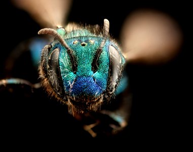 Osmia calla, f, face, Mariposa, CA, 2017-07-13-17.14