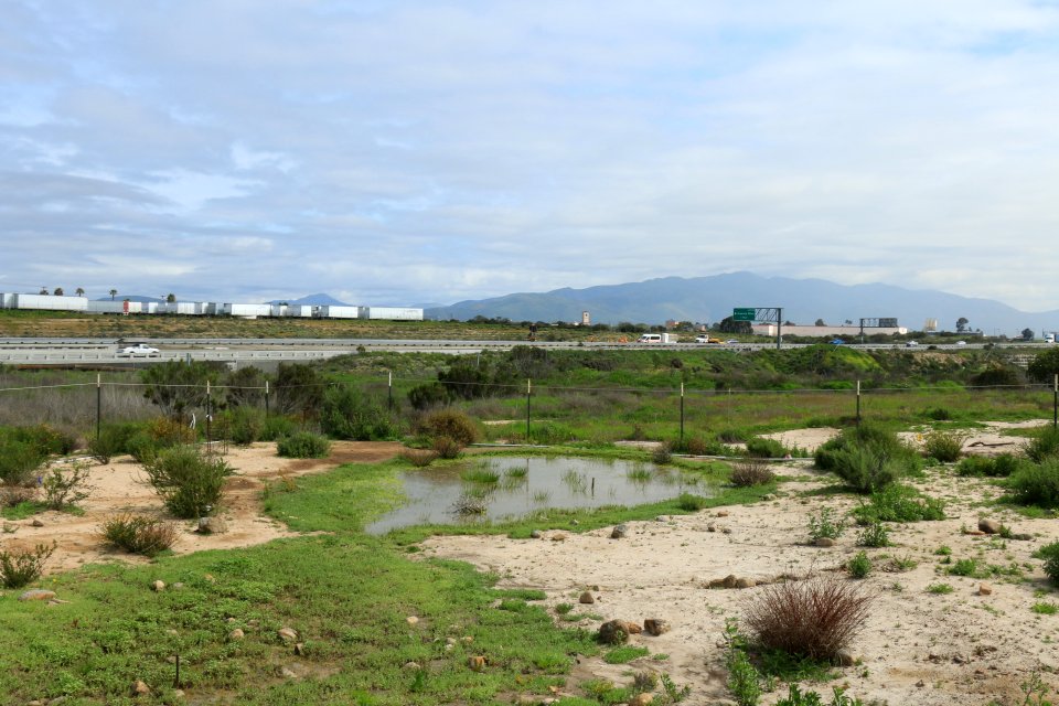 Vernal pool restoration site in phase 2 of restoration