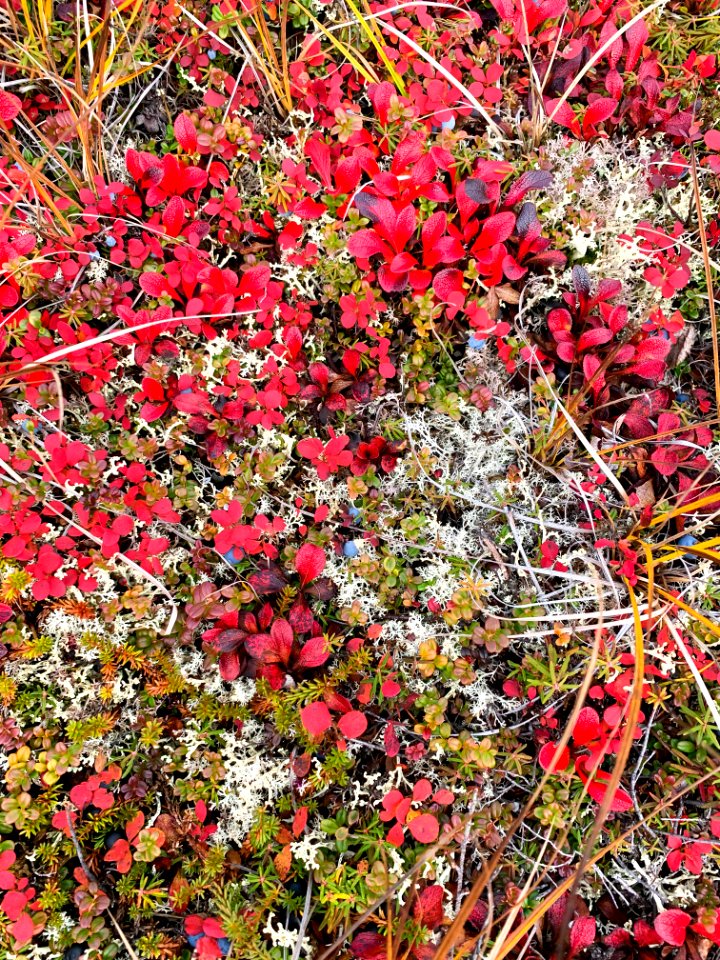Fall foliage in Northwest Alaska