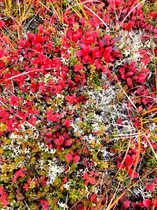 Fall foliage in Northwest Alaska