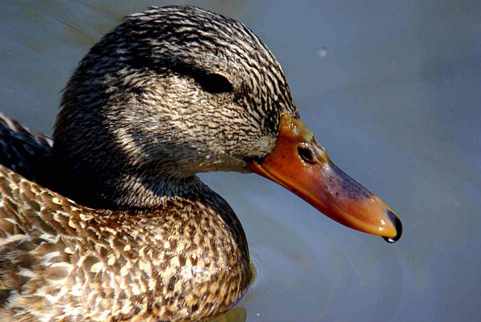 MALLARD (3-2-07) fem