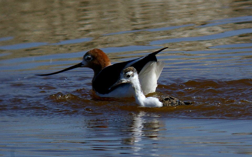 AVOCET & juv STILT-4