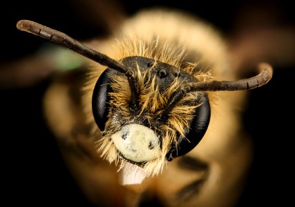 Andrena arabis, m, face, beltsville, md 2016-03-24-17.25 photo