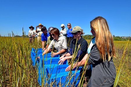 Light-footed Ridgway's rail banding and release at Batiquitos Lagoon