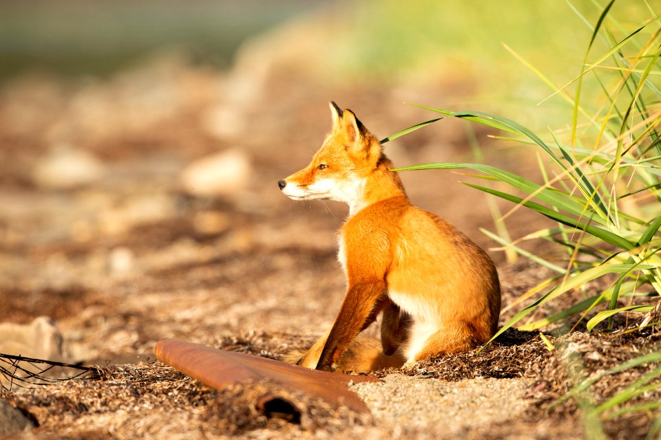 Red fox at Izembek Lagoon