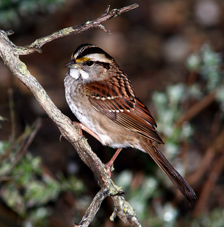 SPARROW, WHITE-THROATED (1-17-07) canet rd, morro bay, slo co, ca
