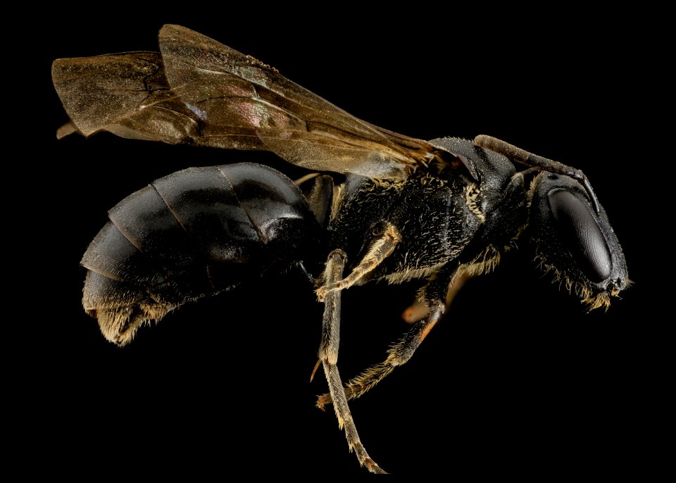 Hylaeus species, F, side, Maui, Hawaii 2014-04-25-19.11.51 ZS PMax