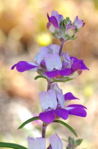 09-041 CHINESE HOUSES (collinsia heterophylla)