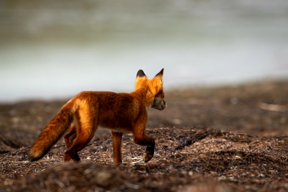 Red fox at Izembek Lagoon