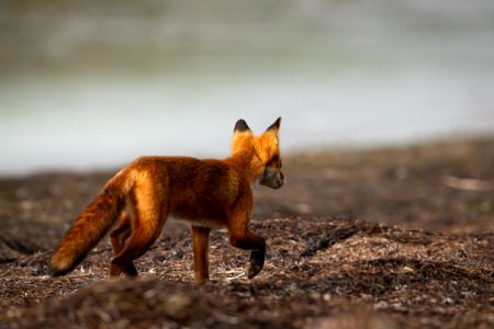 Red fox at Izembek Lagoon