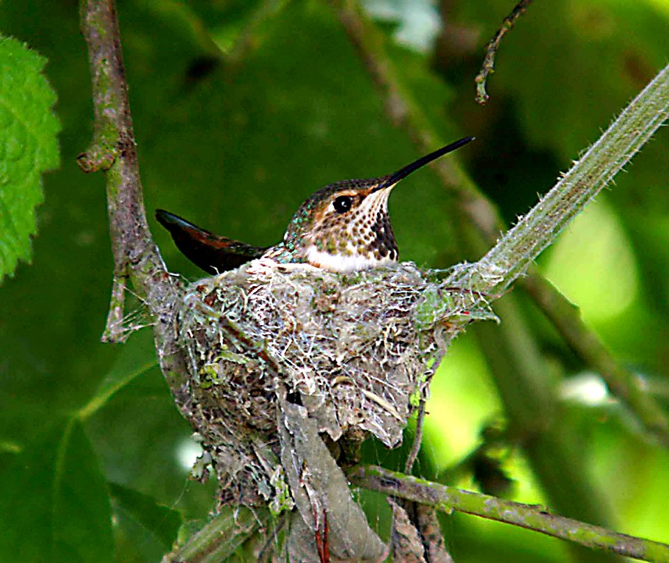 HUMMINGBIRD, ALLEN'S 05-05-13