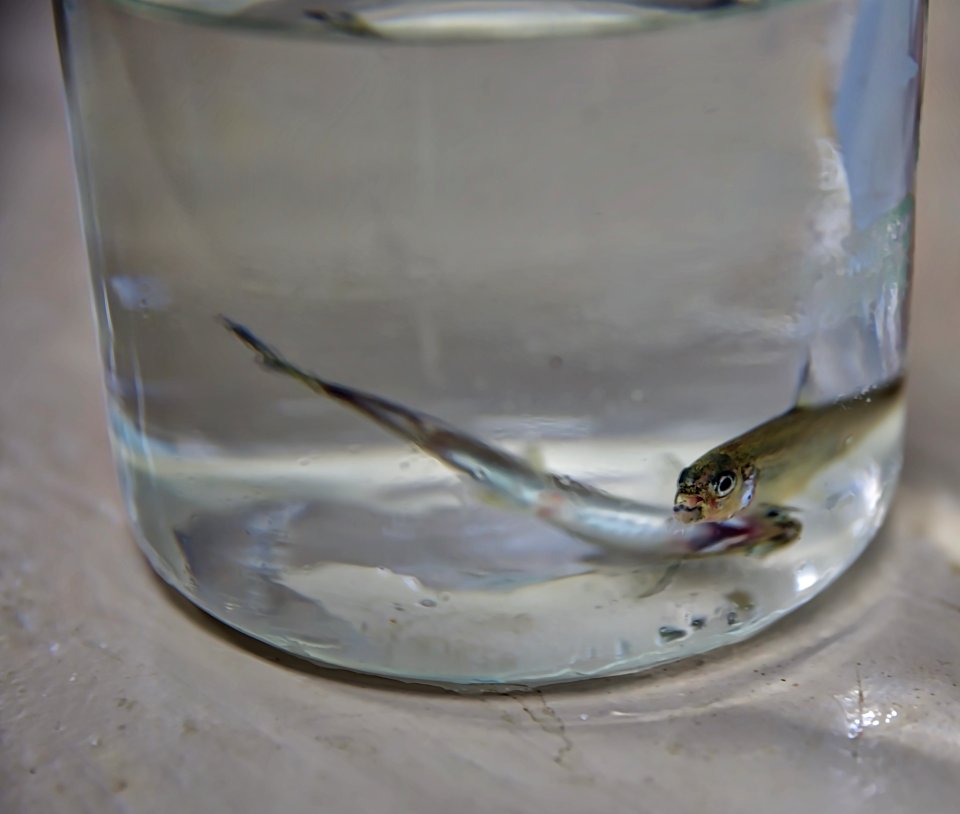 Delta Smelt