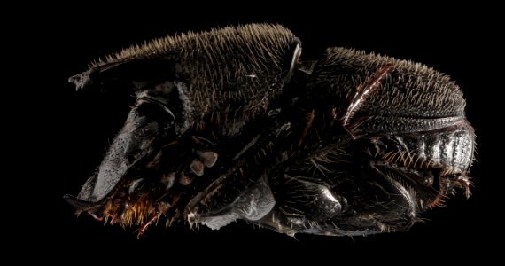 Onthophagus, M, Side, MD, Charles, Indian Creek NRMA 2015-03-13-15.00.39 ZS PMax photo