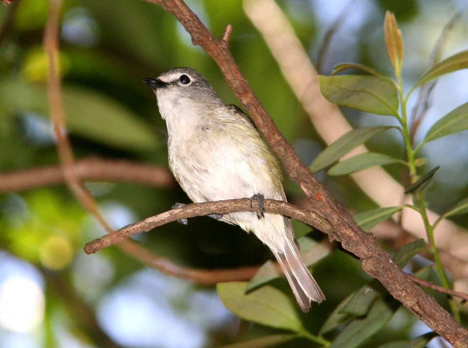 VIREO, CASSIN'S (6-4-09) cerro alto c g road -01