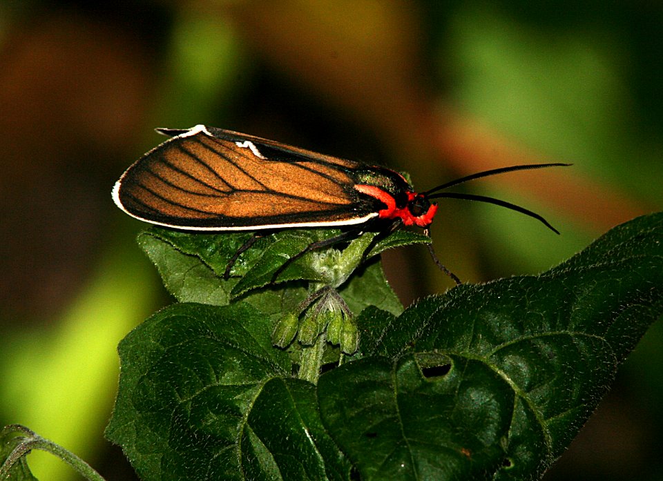 CALIFORNIA CTENUCHA (ctenucha multiforia) (7-4-07) coon ck trail, mdo