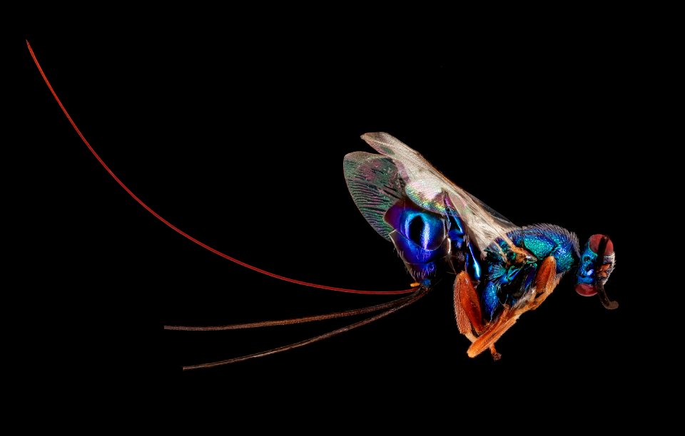 Torymus species, (parasite wasp), f, right, Alleghany Co. MD 2019-10-24-16.34.39 ZS PMax UDR