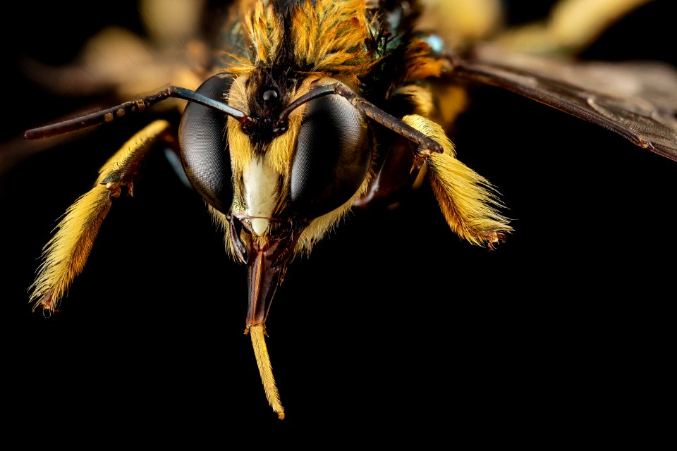 Xylocopa species, m, australia face 2014-11-04-15.47