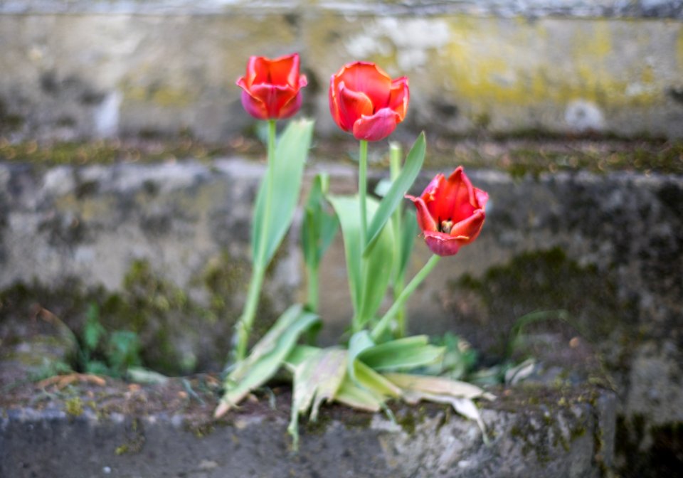 Blumen an der Wand.