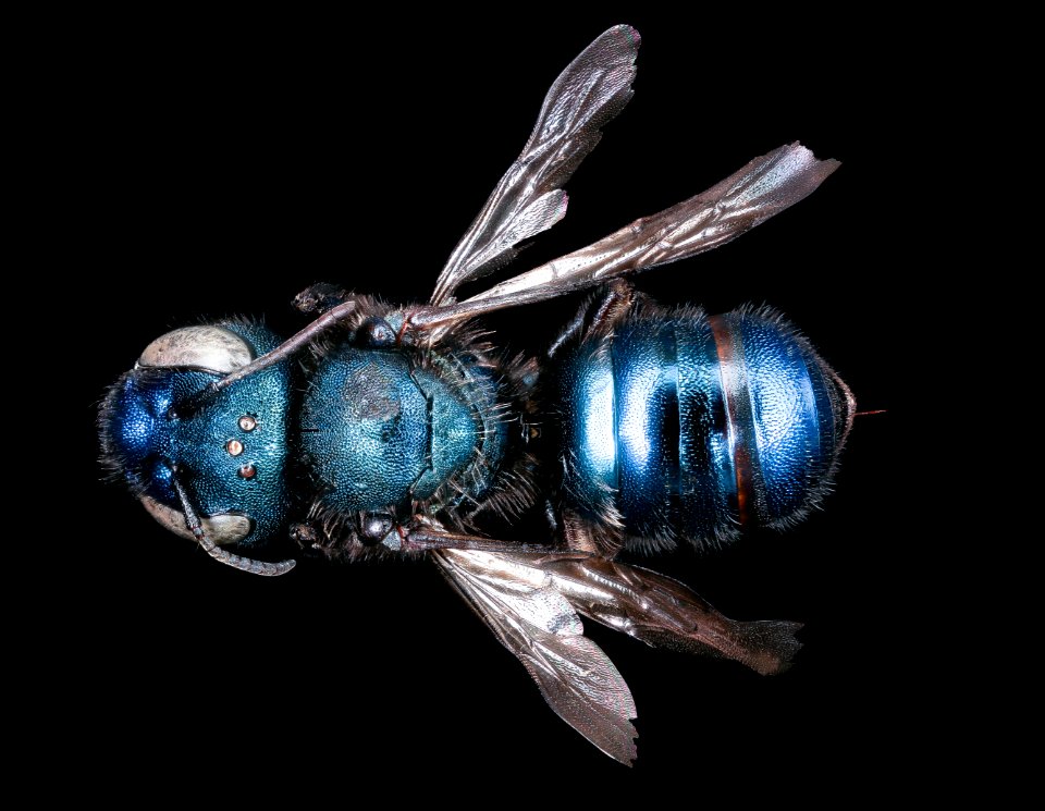 Osmia grindeliae, f, back ,Yosemite 2018-05-17-00.14.42 ZS