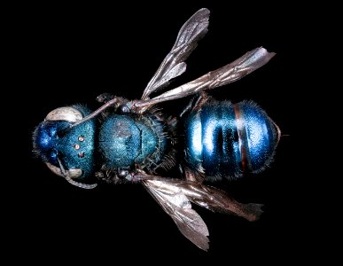 Osmia grindeliae, f, back ,Yosemite 2018-05-17-00.14.42 ZS