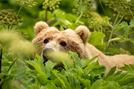 Kodiak bear