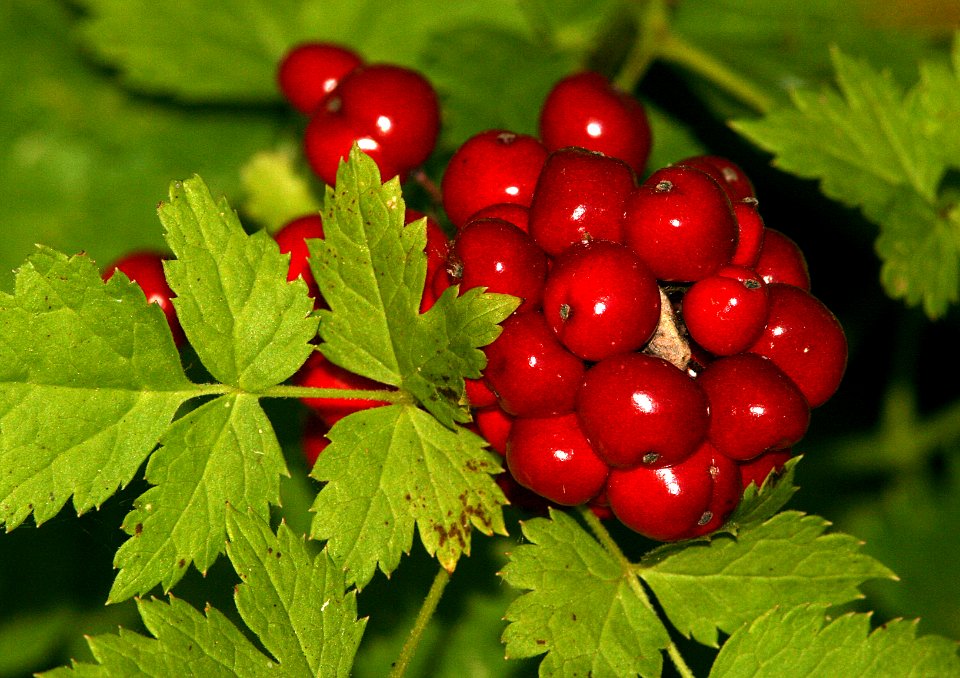 BANEBERRY, WESTERN (actaea rubra) (7-4-07) coon ck, mdo -1