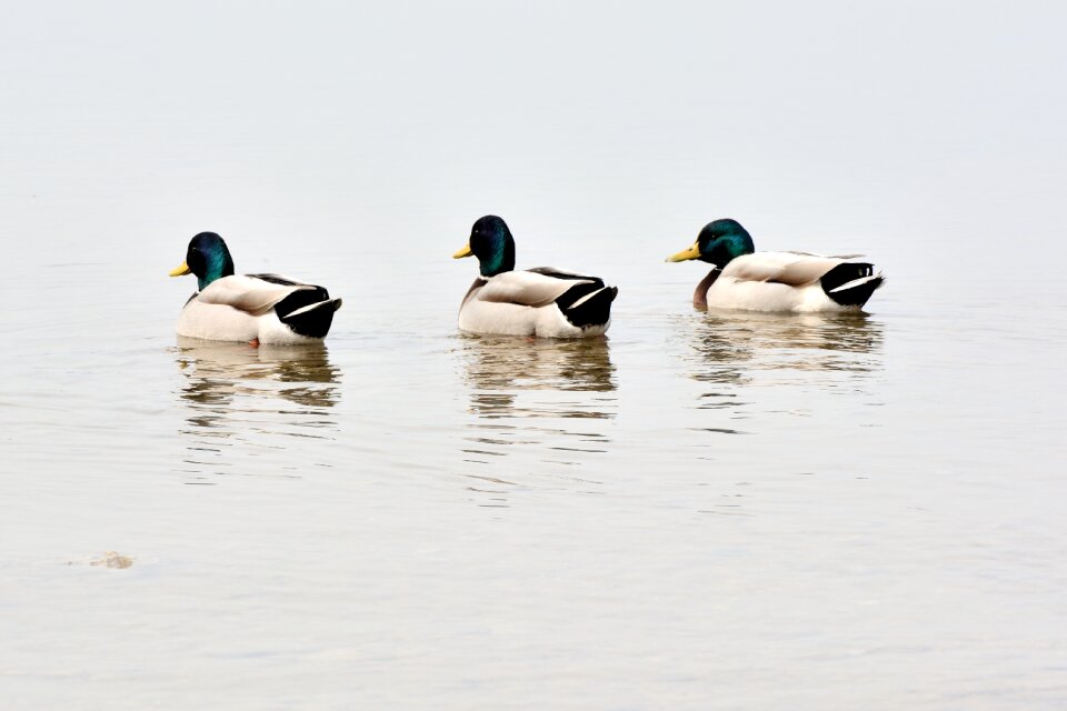 Mallards three water bird