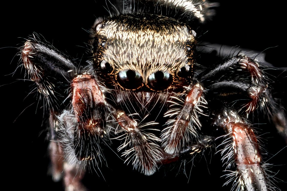 Jumping spider, U, Face, Upper marlboro 2013-08-02-15.51.47 ZS PMax