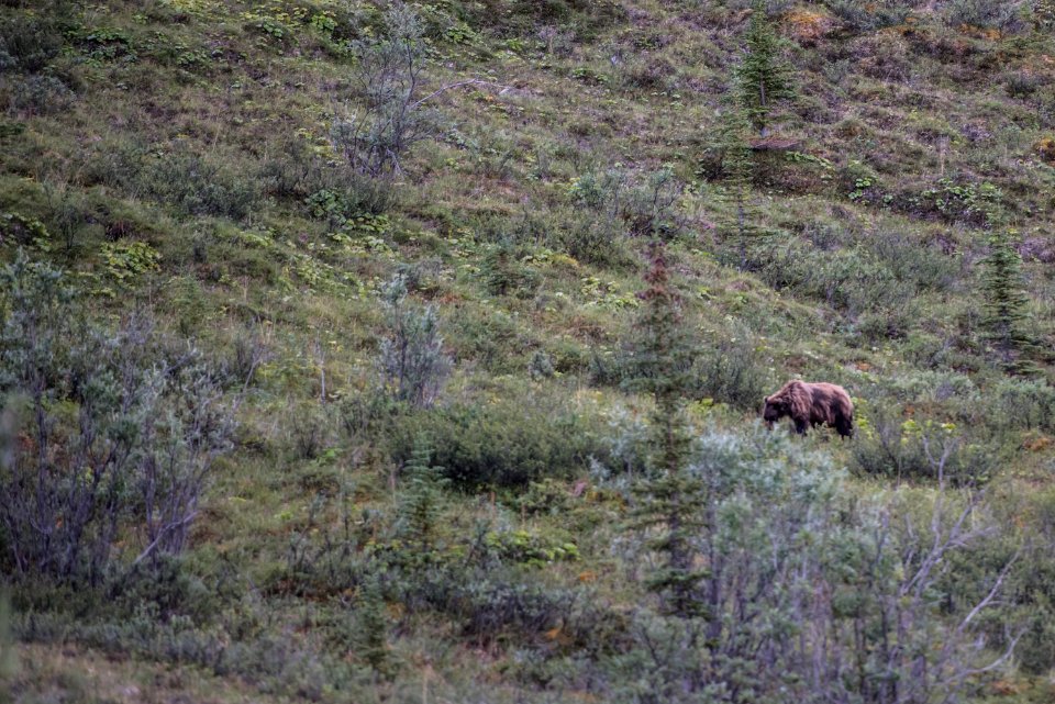 Arctic Refuge - Sheenjek River