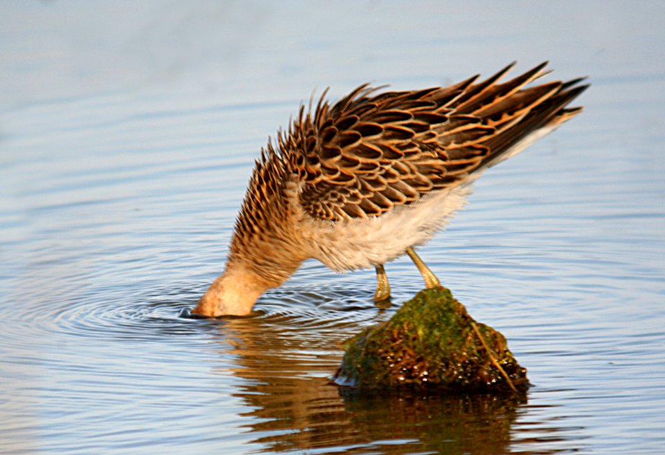 RUFF (10-11-06)-8