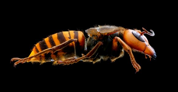 murder hornet, f, side 2020-10-01-18.57.21 ZS PMax UDR photo