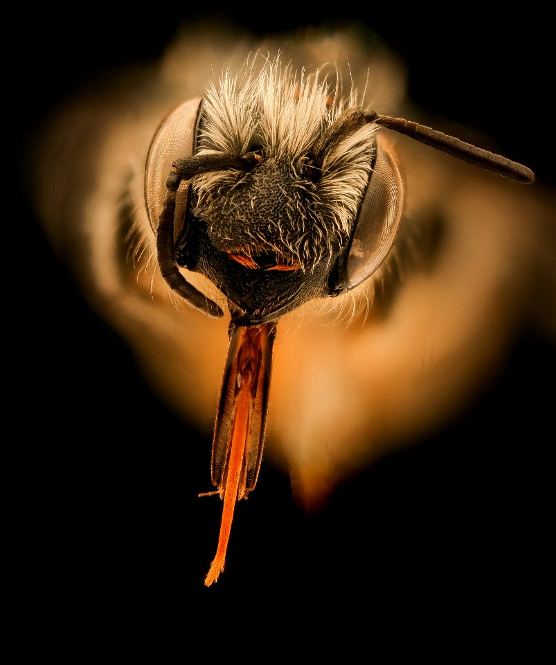 Hoplitis spoliata, f, face, Kent County MD 2019-03-22-00.33.28 ZS PMax UDR