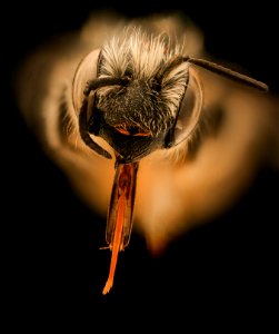 Hoplitis spoliata, f, face, Kent County MD 2019-03-22-00.33.28 ZS PMax UDR