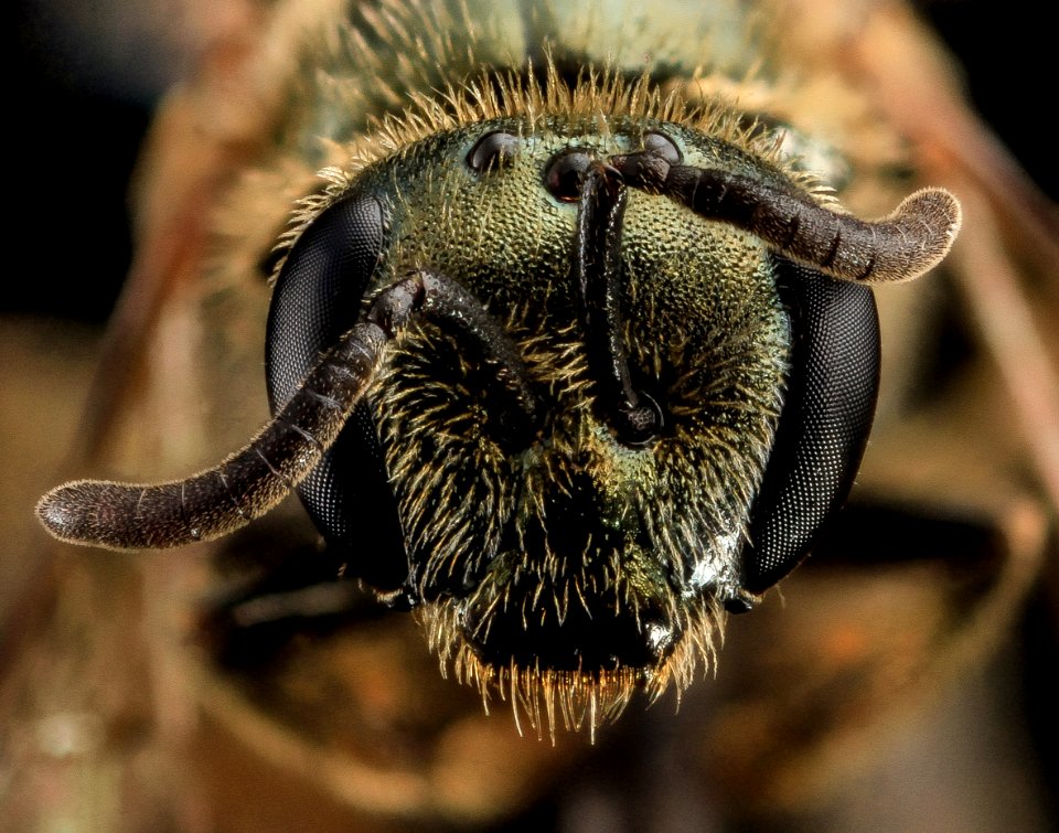 Lasioglossum gotham, F, Face, MD, Cecil County 2013-07-10-16.51.23 ZS PMax